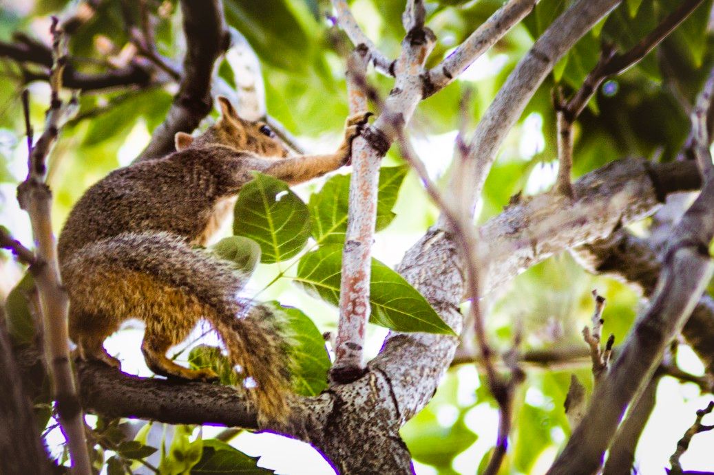 A fox squirrel standing on his hind legs, using a tree branch to balance during a morning climb for food.