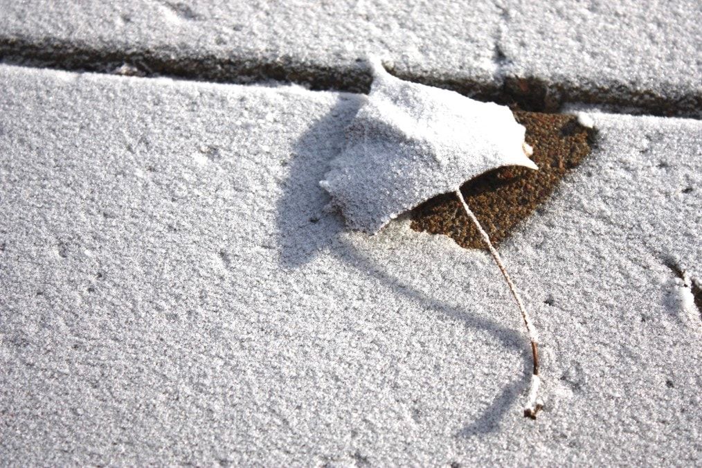 a leaf on a snowy concrete sidewalk