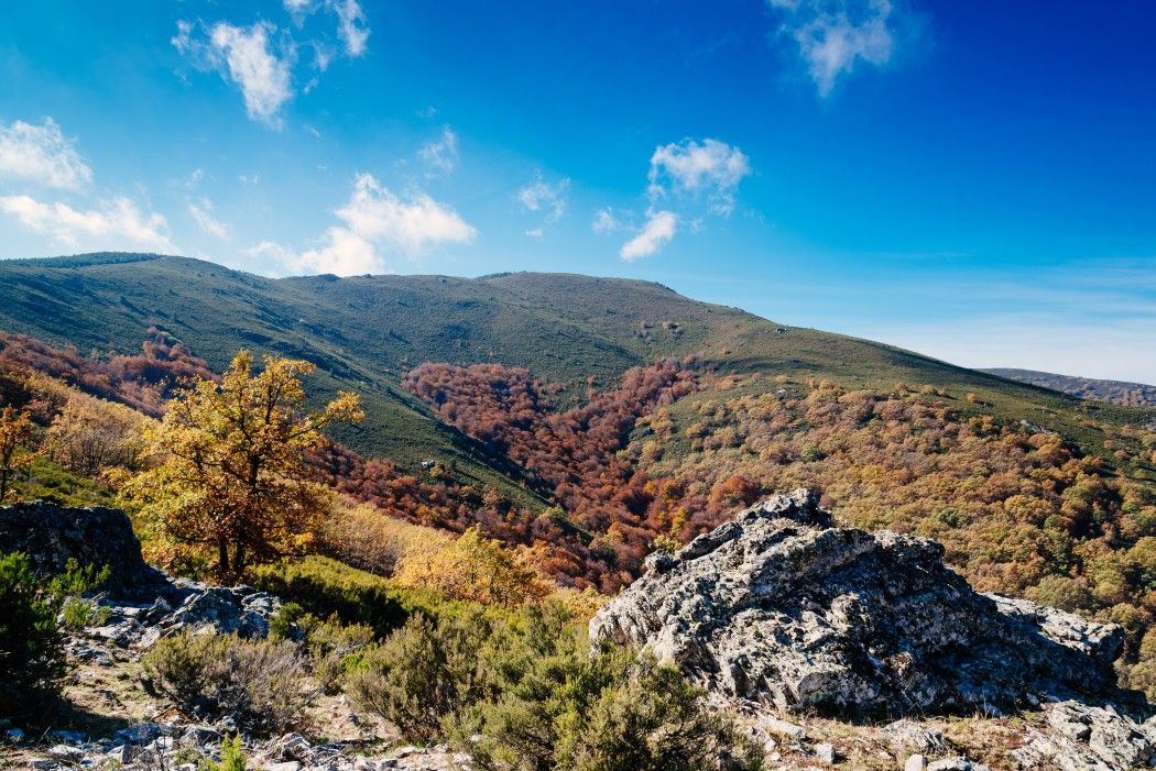 Is Beech Good Firewood? A Guide to Beechwood