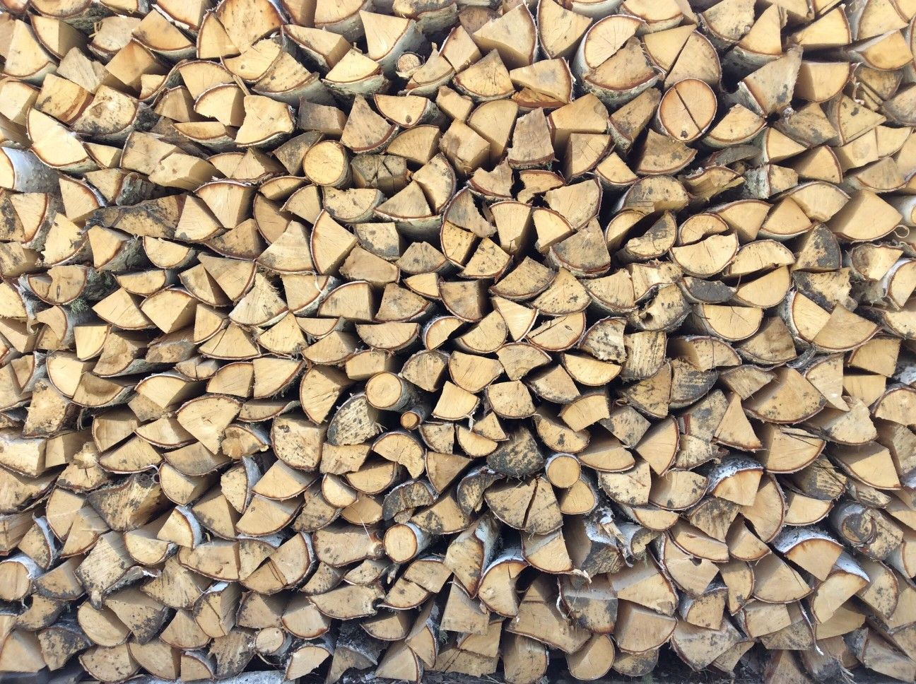 birch firewood seasoning outdoors