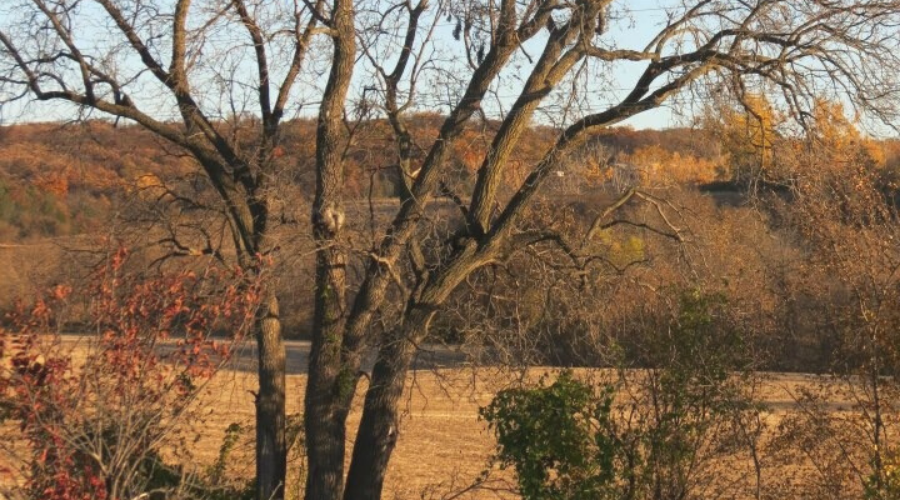 black walnut tree in field no leaves winter firewood guide