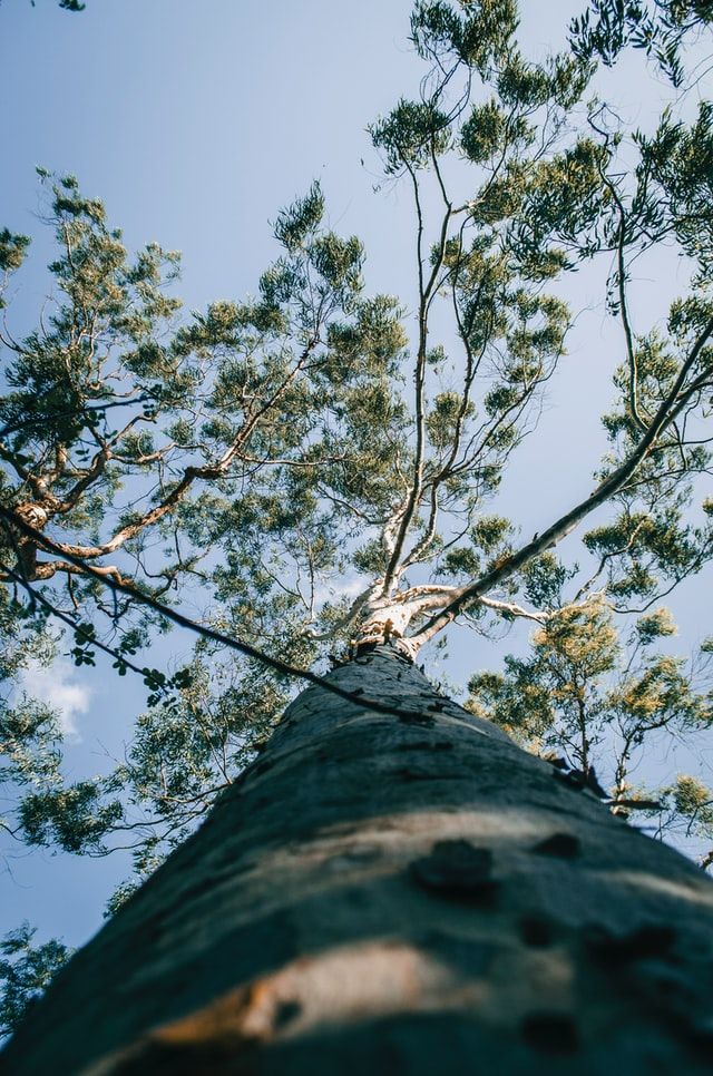 eucalyptus tree looking up