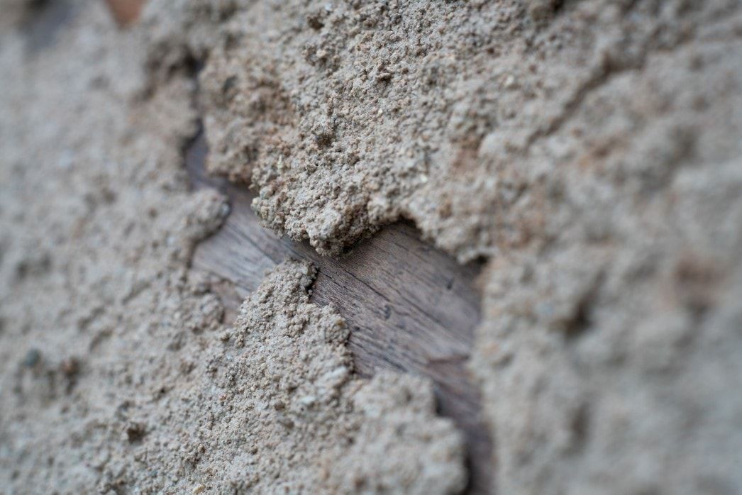 Termites in Firewood How to Spot Them & What to Do