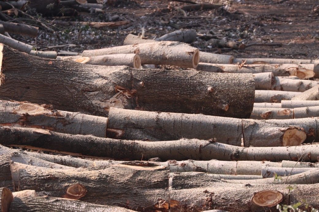 Is Poplar Good Firewood? A Guide to Burning Poplar Wood