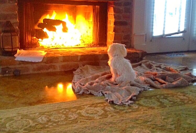 Is Beech Good Firewood? A Guide to Beechwood