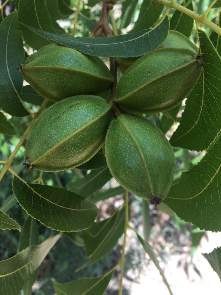 Is Pecan Good Firewood? A Guide to Burning Pecan Wood