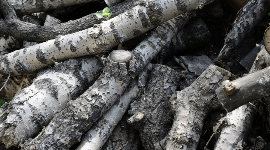 Is Poplar Good Firewood? A Guide to Burning Poplar Wood
