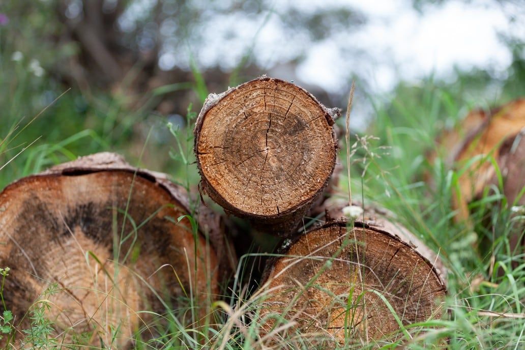 Is Poplar Good Firewood? A Guide to Burning Poplar Wood