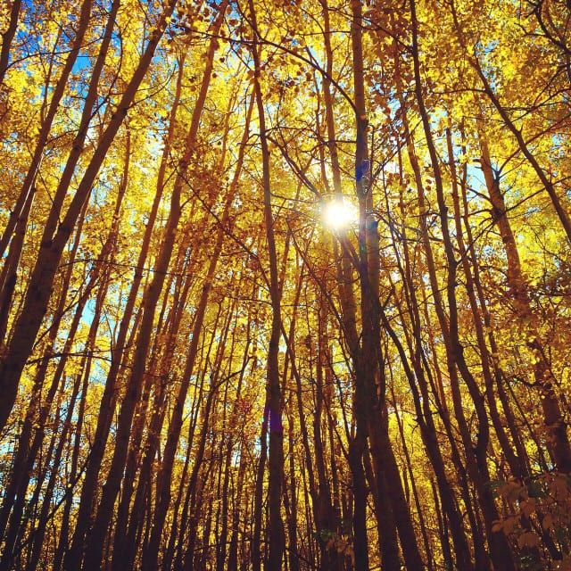 Is Poplar Good Firewood? A Guide to Burning Poplar Wood