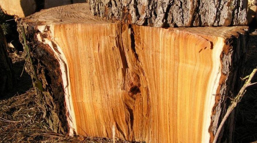 red elm split wood interior closeup