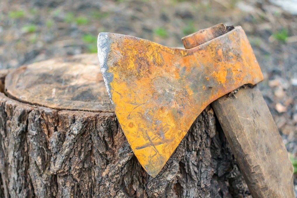 an old ax leaned against a tree stump