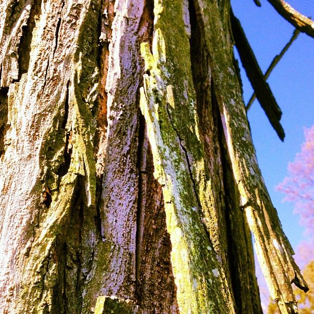 Shagbark hickory. Amazing tree not encountered every day.