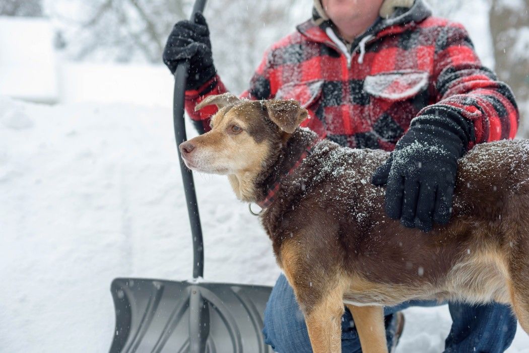 take breaks when shoveling snow with dog tax outdoors winter
