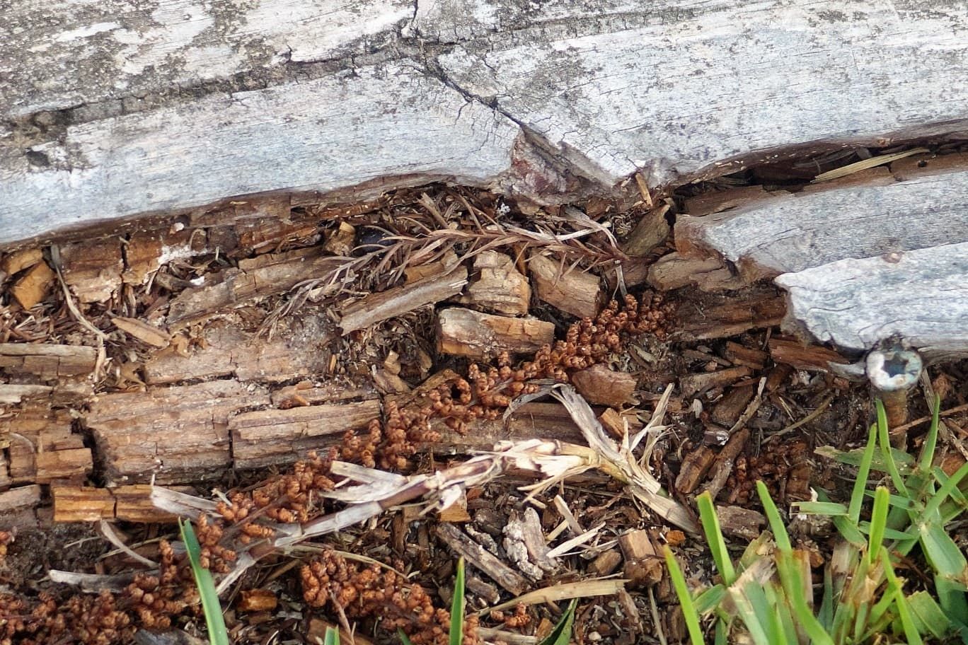 Termites In Firewood How To Spot Them And What To Do 6873