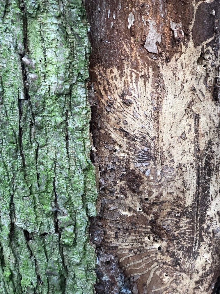  dutch elm disease tree closeup elm tree bark diseased
