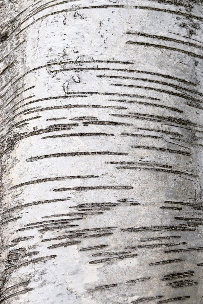 Ash bark closeup texture white ashwood bark