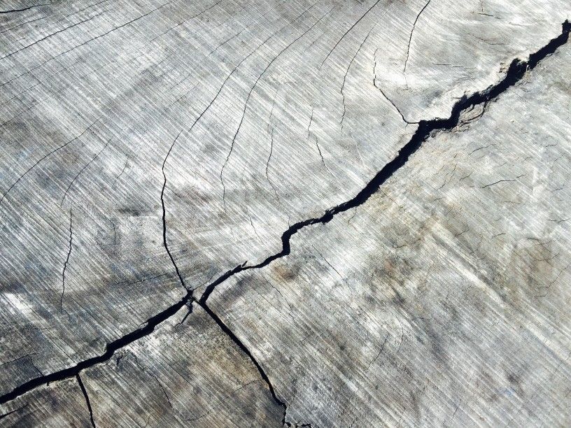 closeup of slab of dried walnut wood with dehydration split