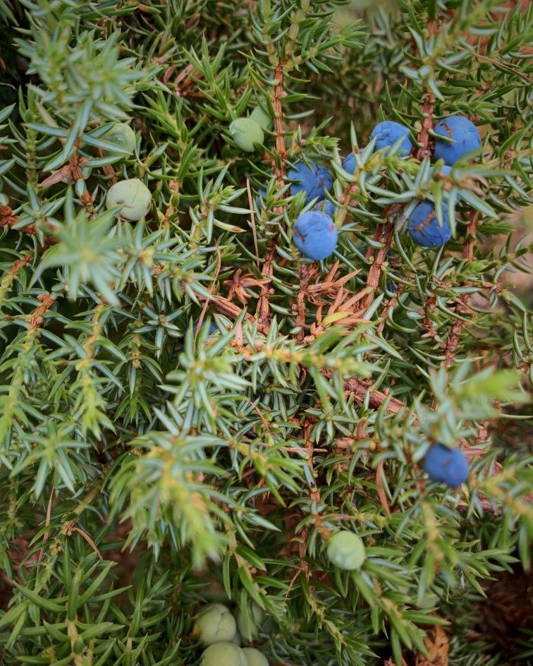 Blue berries of juniper