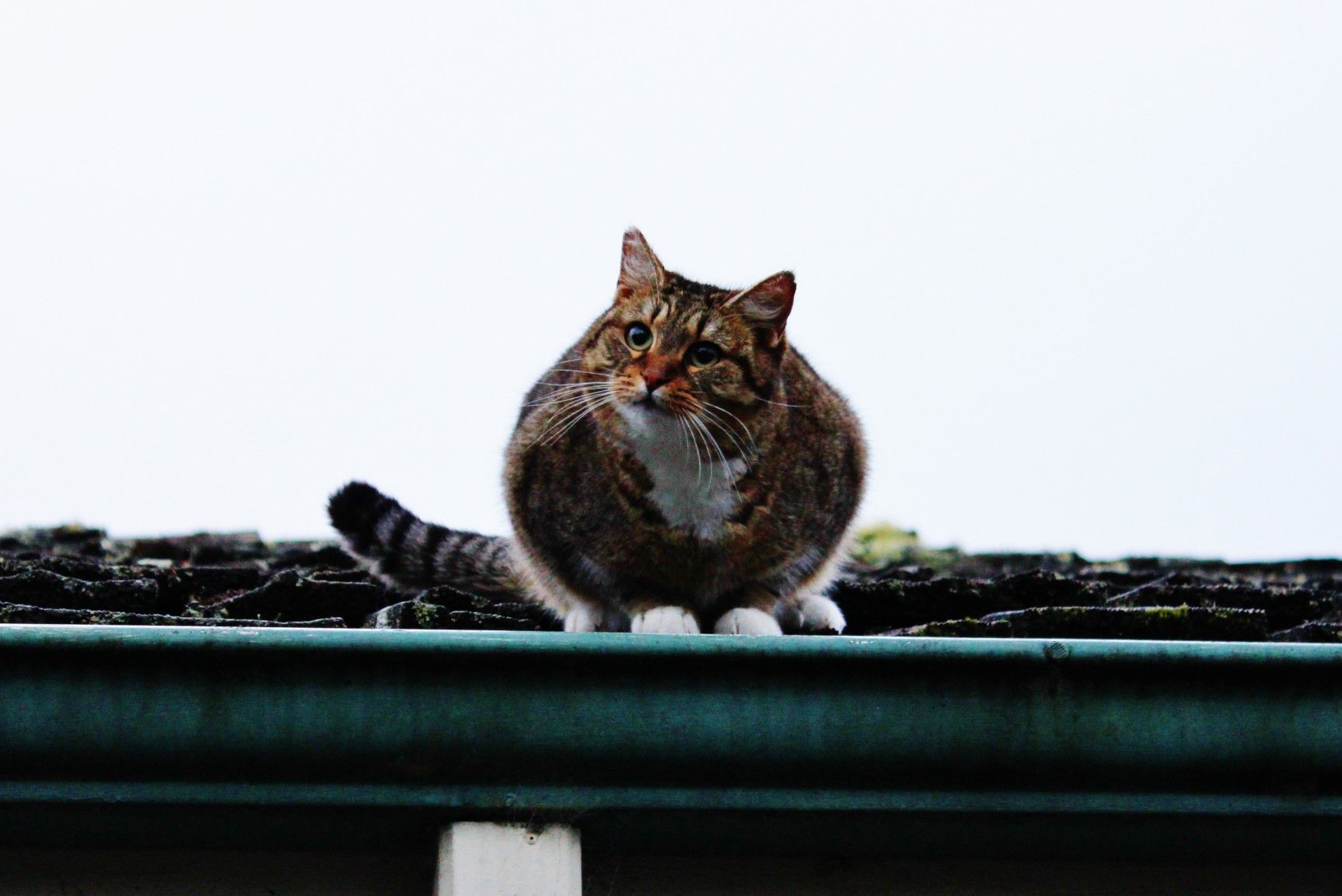 cat in gutter on roof