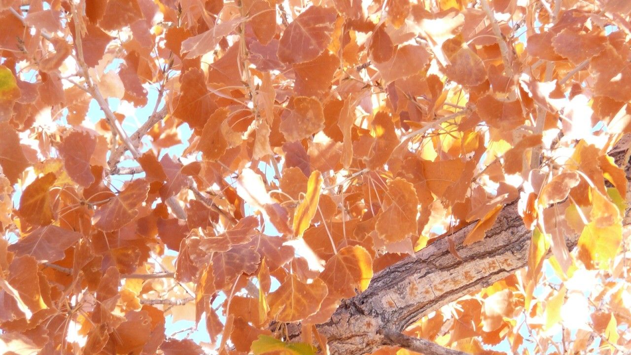 Fall Foliage of Cottonwood Tree at Apache Bird Refuge near Socorro, NM.