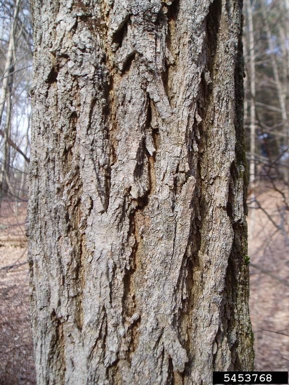 black locust (Robinia pseudoacacia) bark of black locust tree live