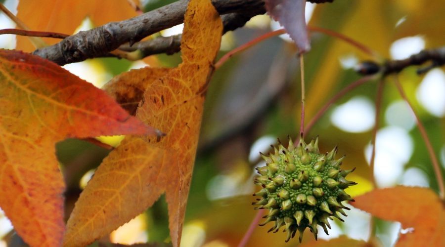 Is Sweet Gum Good for Firewood? Sweet Gum Firewood Guide