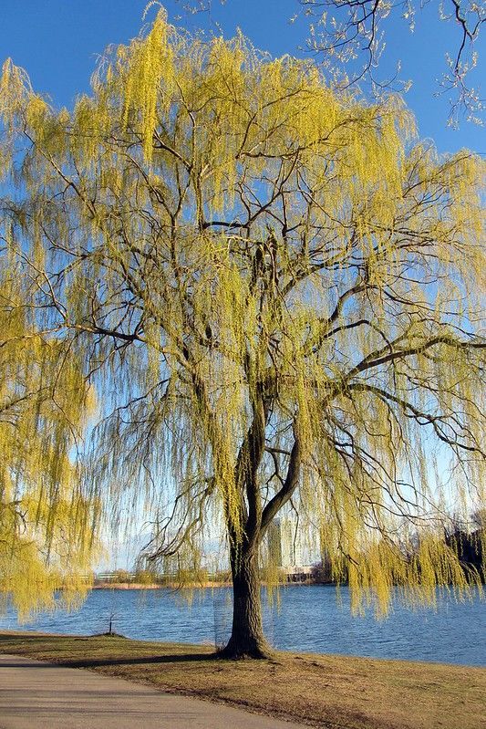 Weeping Willow tree beside Grenadier Pond, High Park, Toronto.