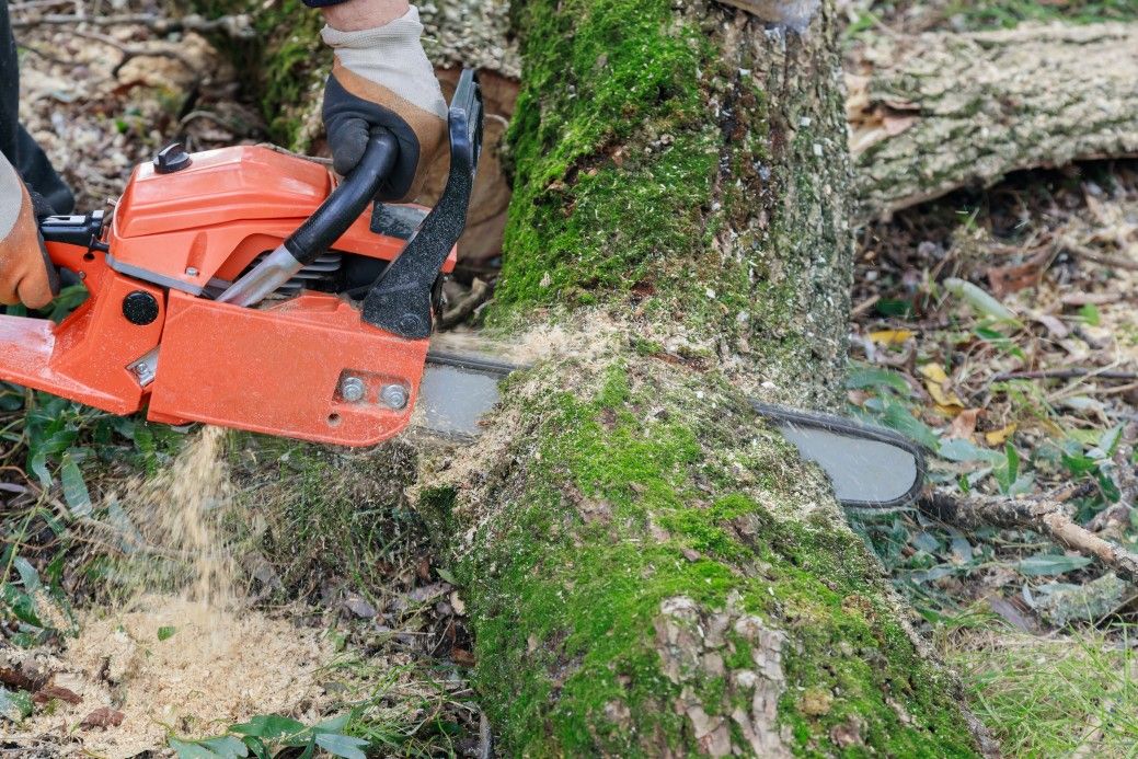 Tree felling with a large chainsaw cutting into tree trunk motion blur sawdust and chippings
