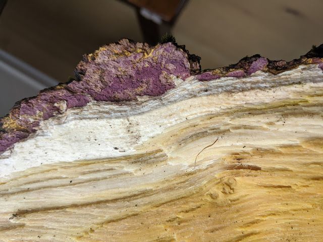mulberry firewood cross section closeup of bark and interior color