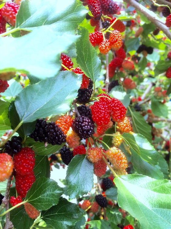 mulberry tree with fruit berries and foliage for identification