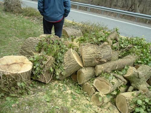 Unseasoned mulberry firewood in a pile outdoors