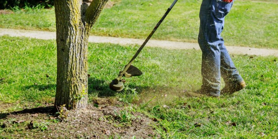 Man trimming lawn around a tree.