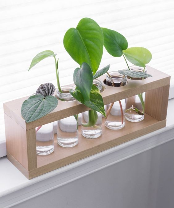 A DIY plant propagation station is a cute way to display plants while propagating them in water. 