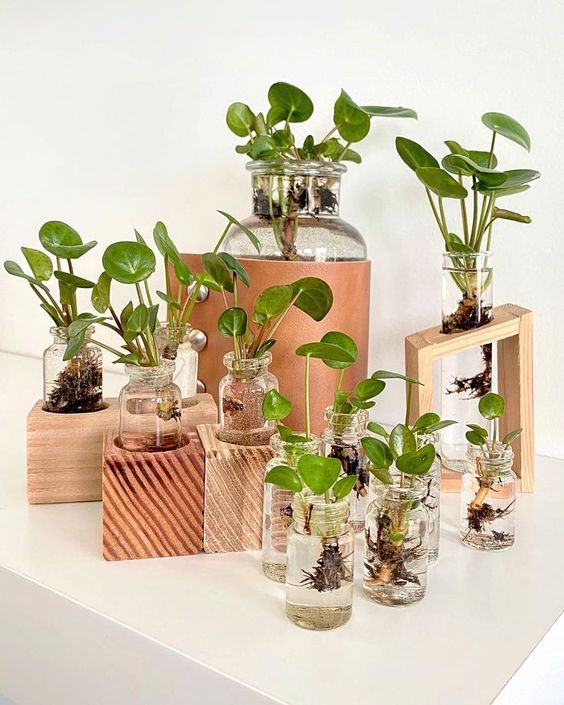 random glass jars that can be used a propagation stations