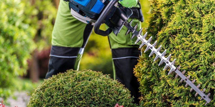 Thujas Green Wall Shaping with Hedge Trimmer
