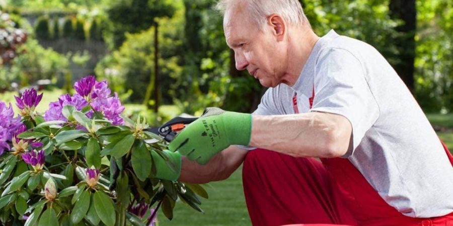 Male gardener pruning a purple Hydrangea wearing green Pine Tree gardening gloves.