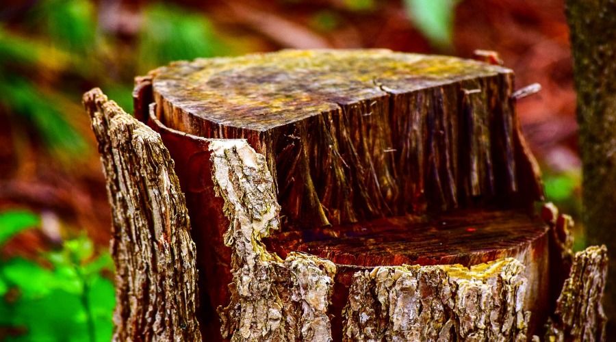 The Best Tree Stump Killers To Reclaim Your Backyard