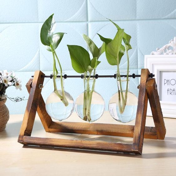 Simple wooden stand, supporting water-filled glass vessels, which hold propagating Pothos cuttings