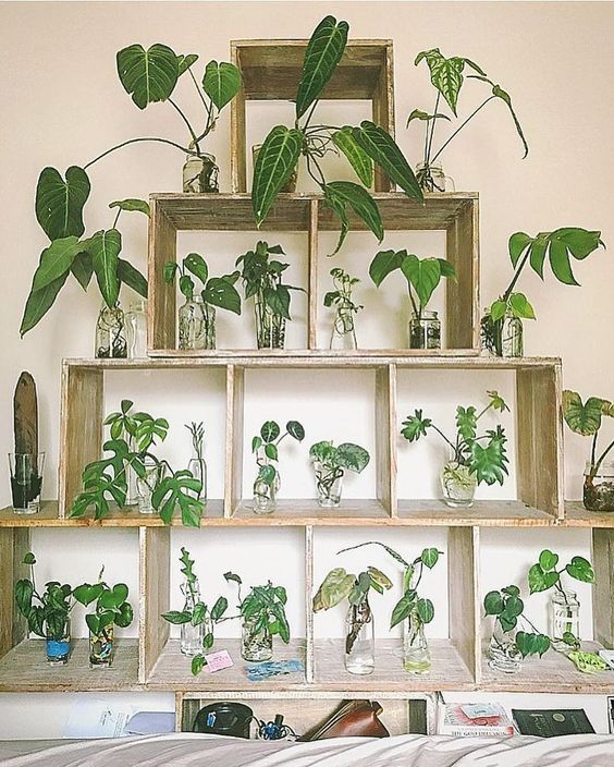 A large wall mount unit to display plants and work as a propagation station