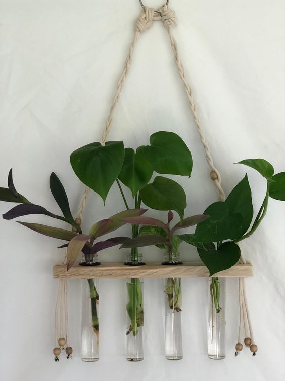 Hanging Glass Planters propagating plant cuttings