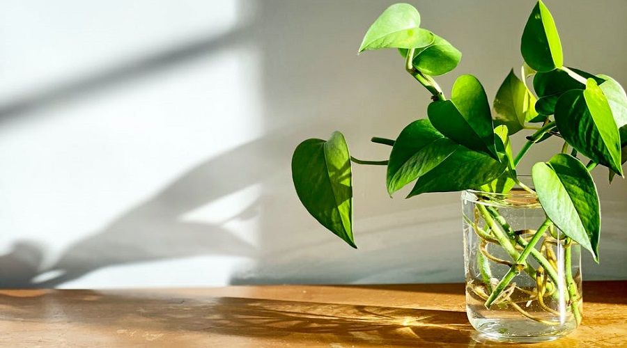 Pothos cutting in glass vase standing on a wooden table.
