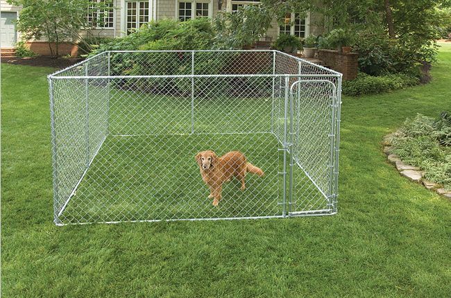 Dog standing inside a 2 In 1 Dog Kennel sitting on green grass.