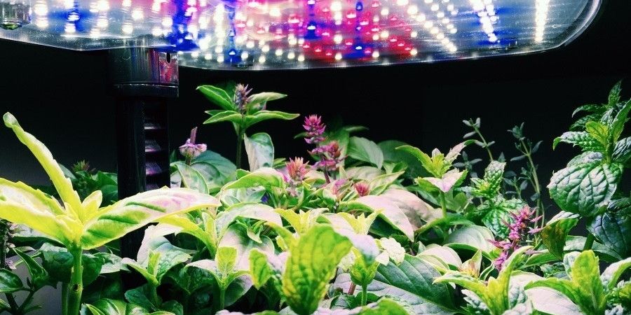 LED lights over Aerogarden full of plants