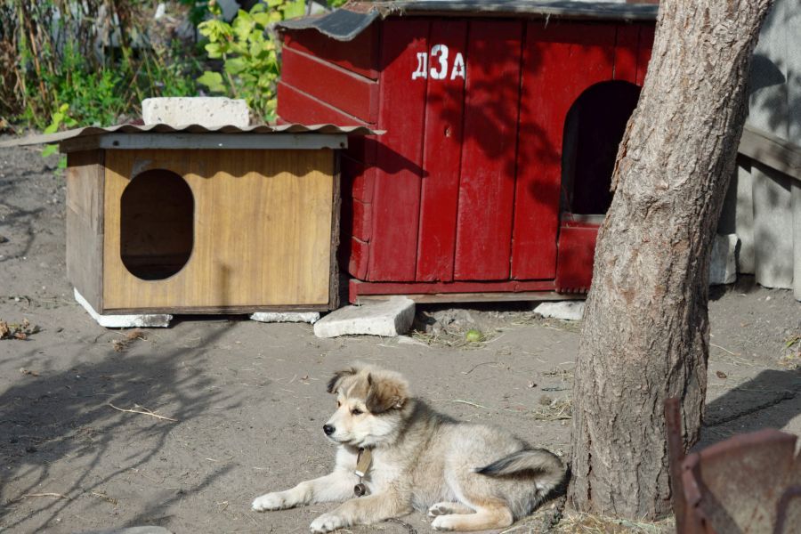 Puppy lying outside two DIY dog kennels.