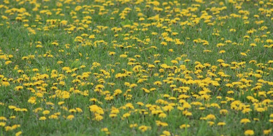 A lawn covered in dandelion and other weeds.