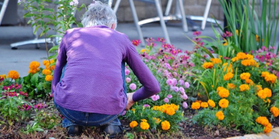 An elderly woman, crouched in between flowers, weeding.
