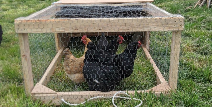 Mini chicken tractor sitting on grass with chickens inside.