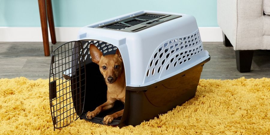 Dog laying inside Petmate Two Door Top Load Dog Kennel standing on mustard-colored carpet.