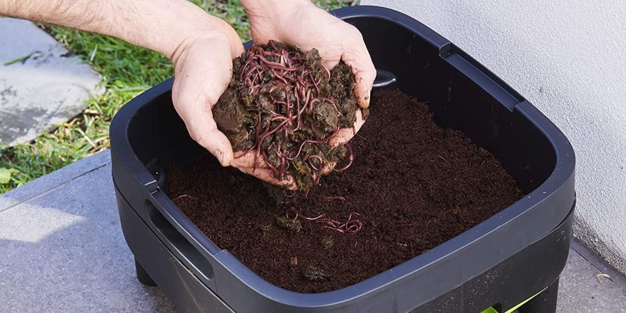 A pair of male hands holding soil with worms over a worm composting bin.