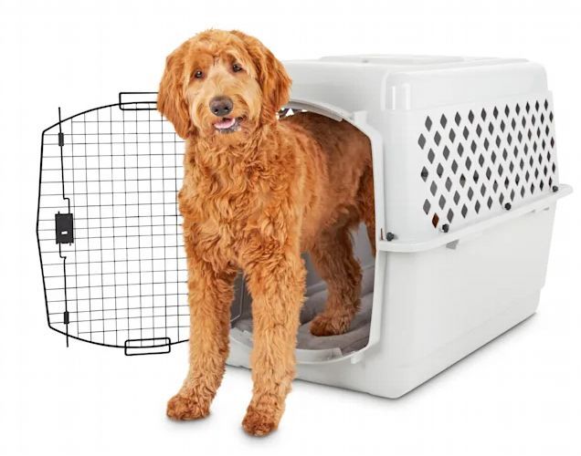 Dog standing halfway in a You and Me Classic Dog Kennel and looking into the camera.